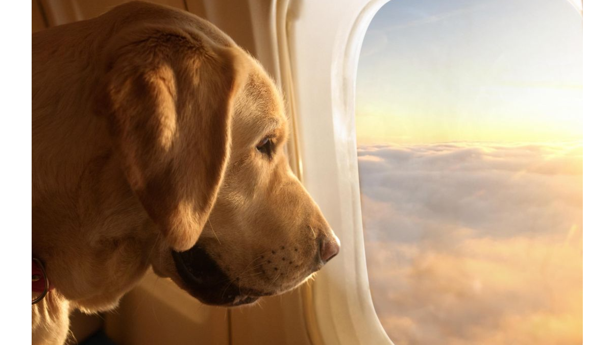 This airline wants all dogs to fly firstclass