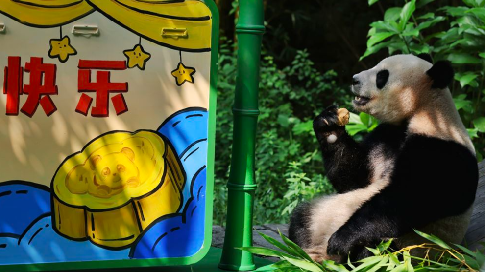 Panda Mid Fall Pandas, tapirs get Mid-Autumn Festival treats