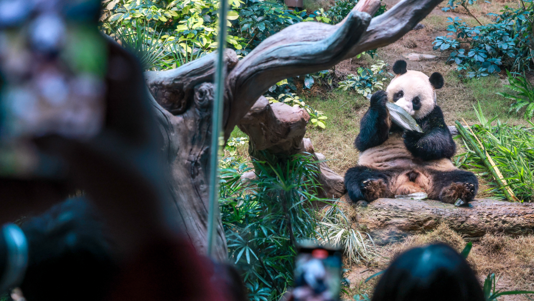Huge crowds greet pandas An An, Ke Ke in public debut