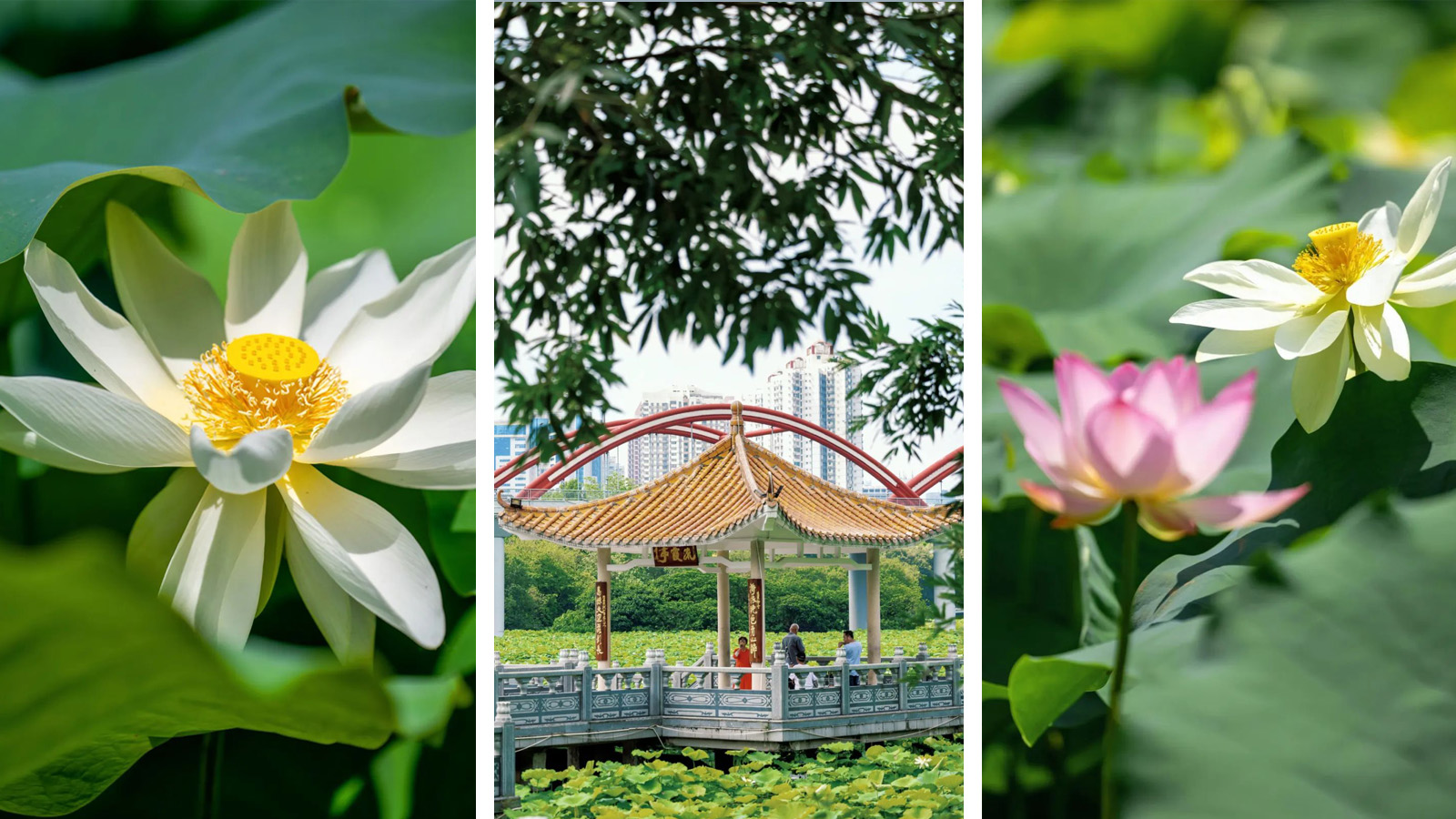 Early booming lotus flowers delight visitors at Shenzhen's Honghu Park