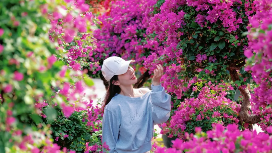 Shenzhen's bougainvillea show blooms with new gardens, citywide