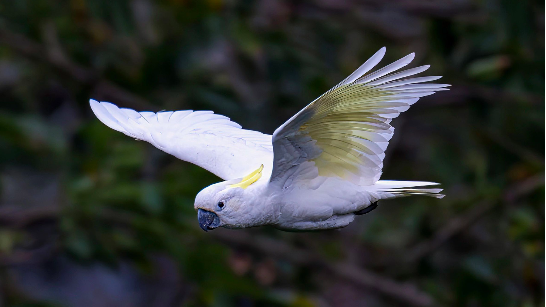 Winged Dwellers in Concrete Jungles: Critically Endangered Parrots Make Hong Kong Home - News Directory 3