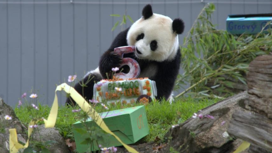 Giant panda Qing Bao charms crowd as she turns 5 in Washington, DC