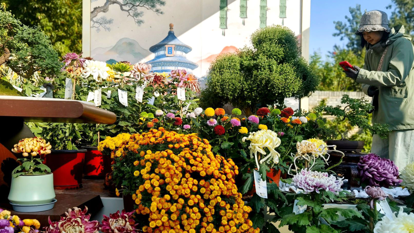 Beijing falls for chrysanthemums in autumn