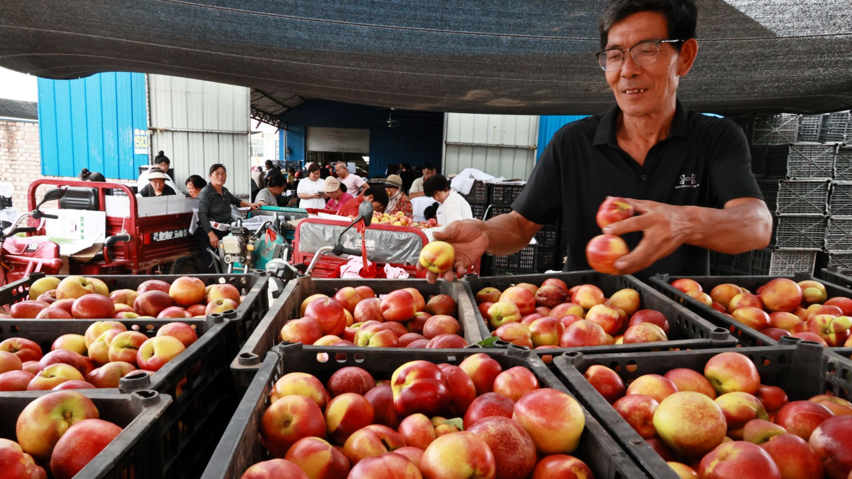 Promoters bear fruit for farm labor